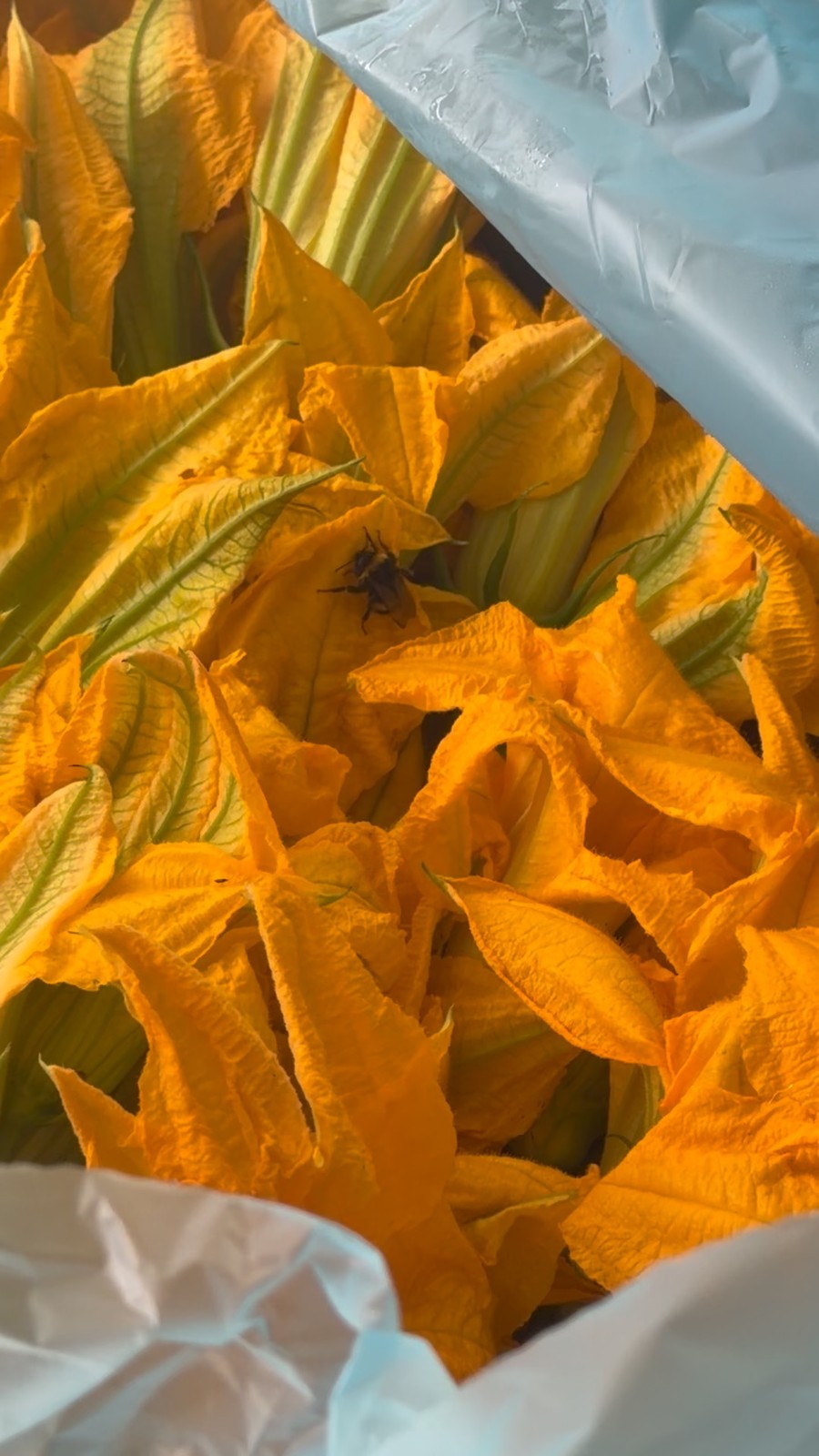 Zucchini flowers